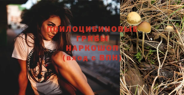 шишки Абаза
